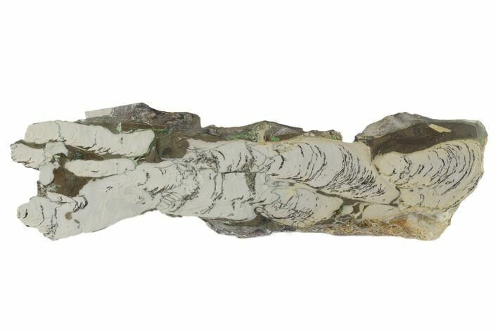Polished Mesoproterozoic Stromatolite - Siberia #180043
